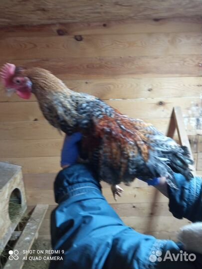 Молодые петухи