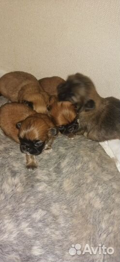 Щенки пекинеса