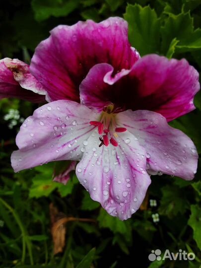 Пеларгонии