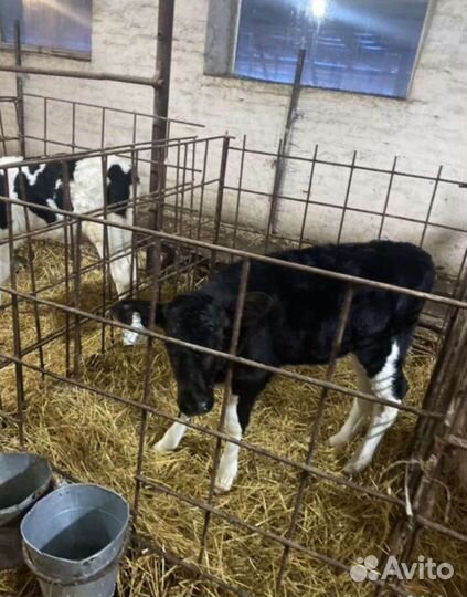 Телята бычки