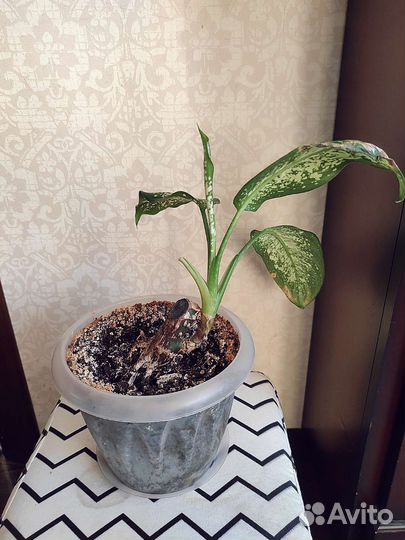 Диффенбахия