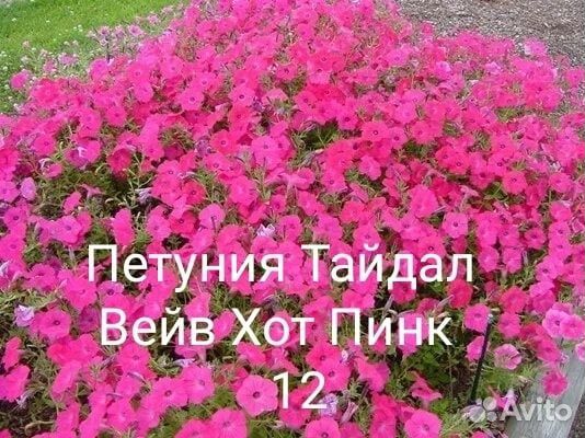 Петуния вегетативная, семенная