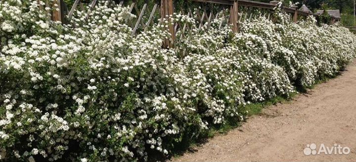 Снежноягодник