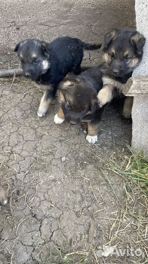 Щенки немецкой и восточной авчарки