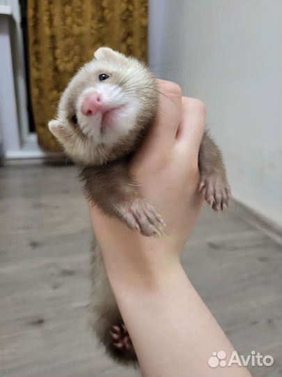 Хорек с клеткой