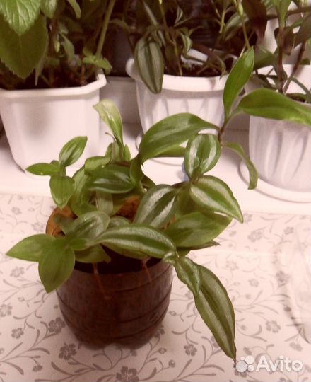 Спатифиллум Мята Хлорофитум Традесканция Кактус