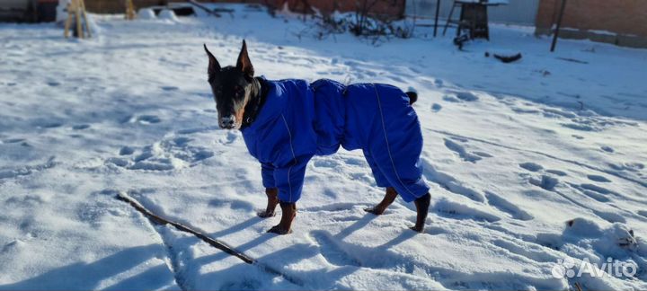 Комбинезон для крупной собаки