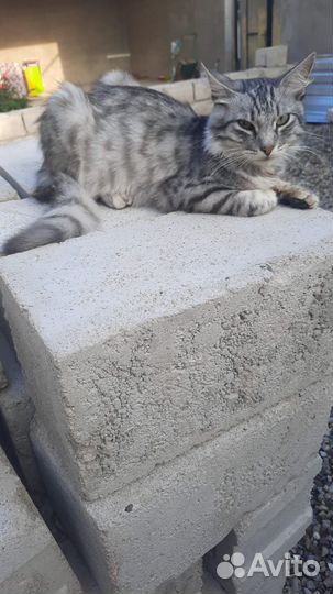 В самые добрые руки