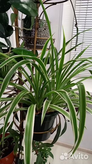 Хлорофитум