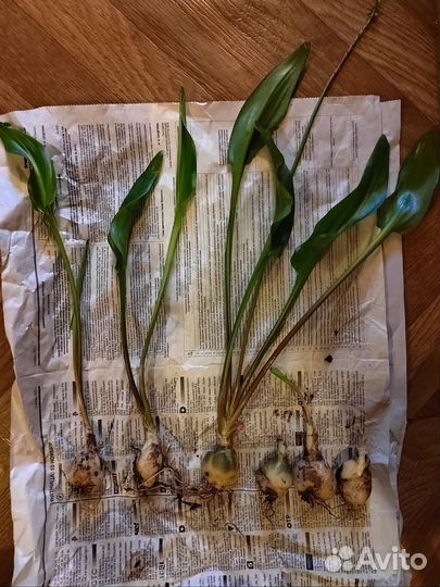 Комнатные растения