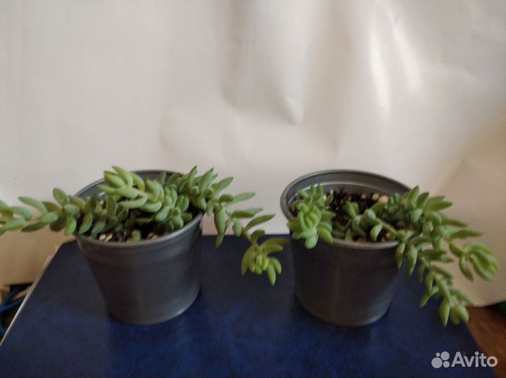 Очиток Моргана