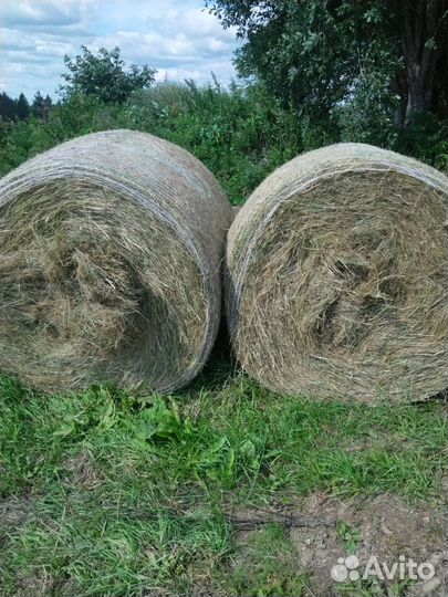 Продам сено в рулонах свежий укос