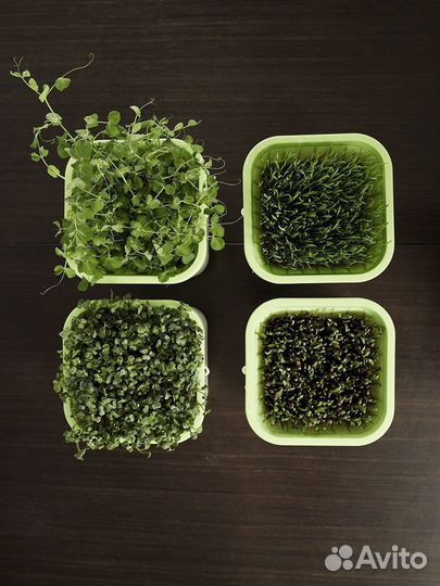 Проращиватель зелени 4-х модульный