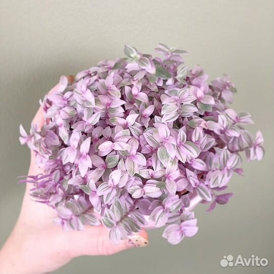 Традесканция розовая пантера