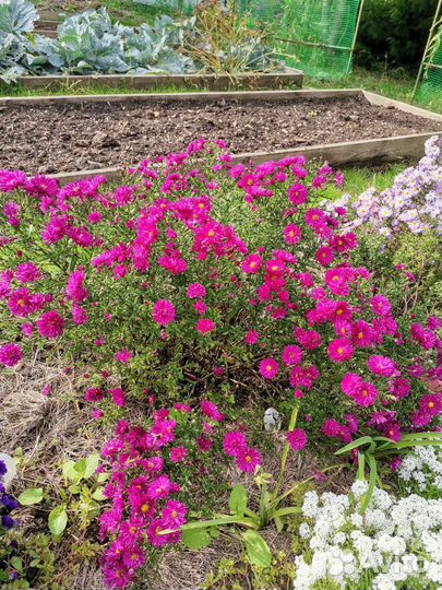 Астра новобельгийская Роял Руби (Royal ruby)