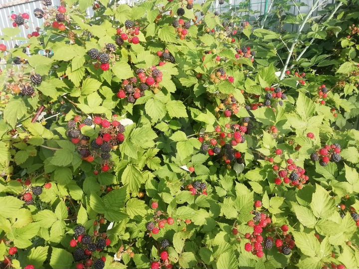 Участок 12,6 сот. (ИЖС)