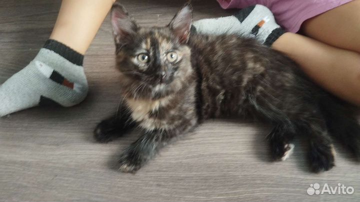 Кошка