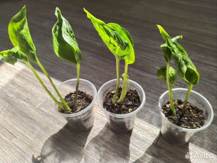 Комнатные растения, цветы