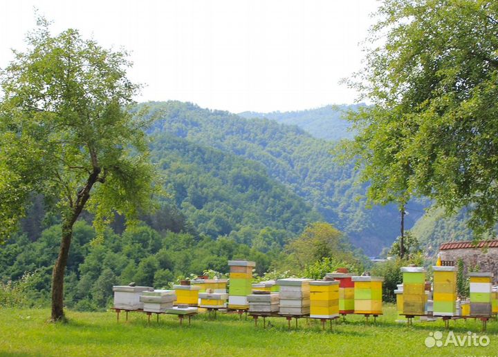 2024 Мёд натуральный с Алтая опт