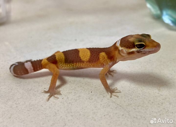 Геккон эублефар