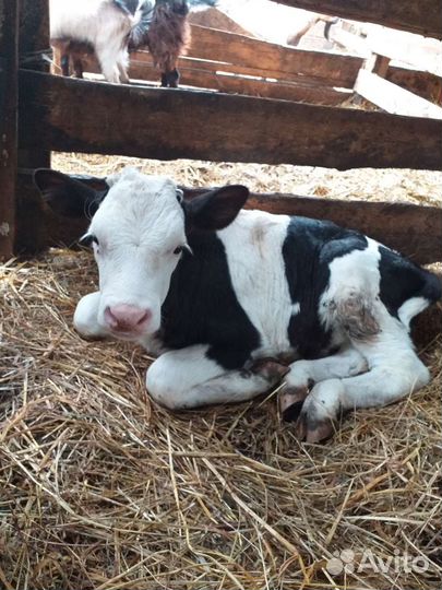 Телята бычки
