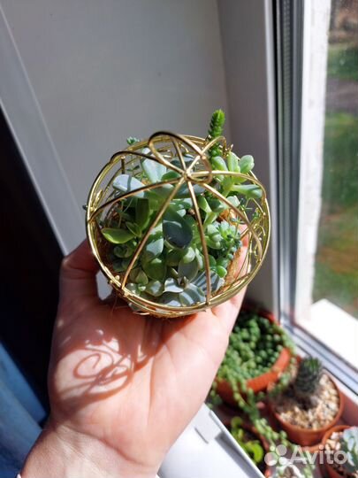 Суккуленты