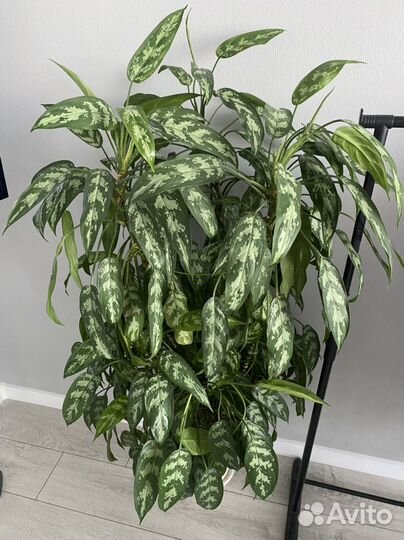 Аглаонема огромный цветок