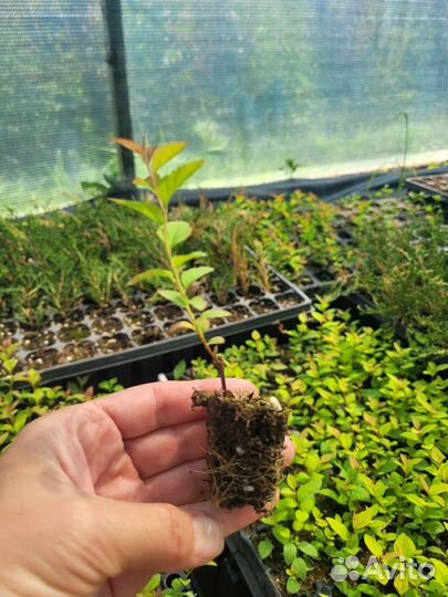 Черенки гортензии