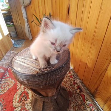 Тайский котёнок