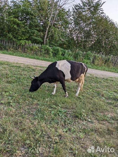 Добрая корова