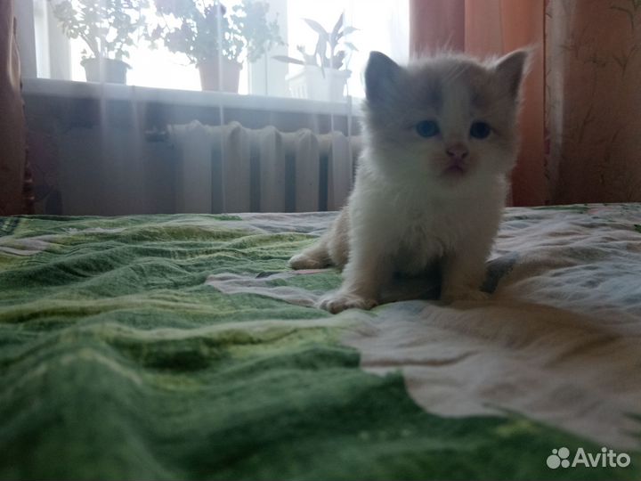 Милые котята
