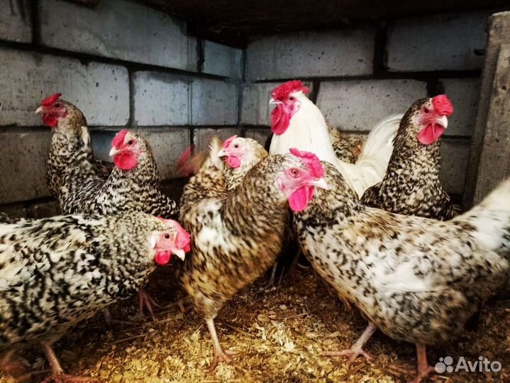 Цыплята Пушкинской породы. Инкубационное яйцо