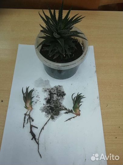 Суккуленты хавортия