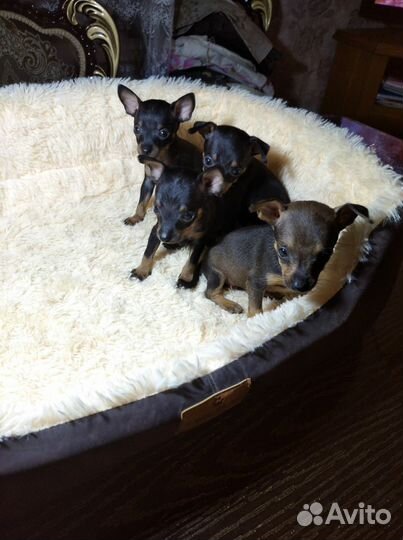 Мини той-терьер