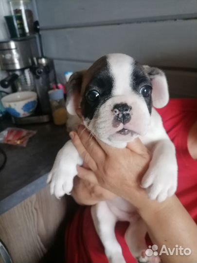 Французский бульдог щенки