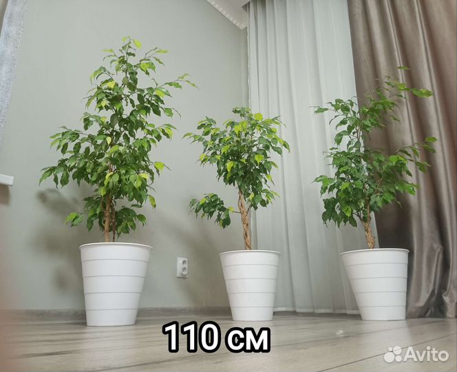 Фикус бенджамина