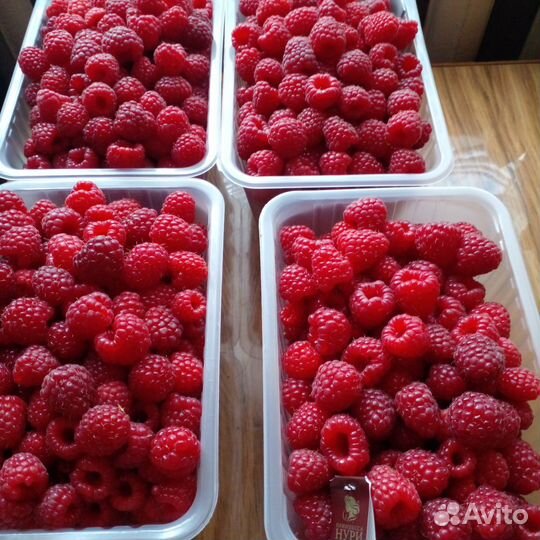 Ремонтантная малина