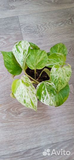 Эпипремнумы, сциндапсусы