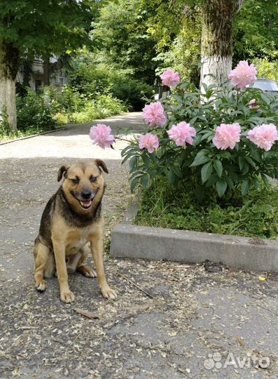 Маленькая собака в добрые руки