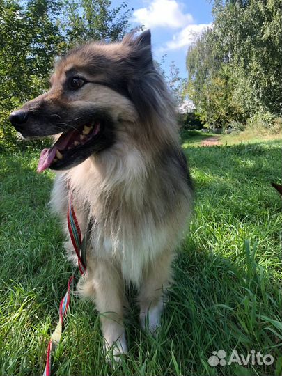 Собака в дар бесплатно из приюта ищет дом