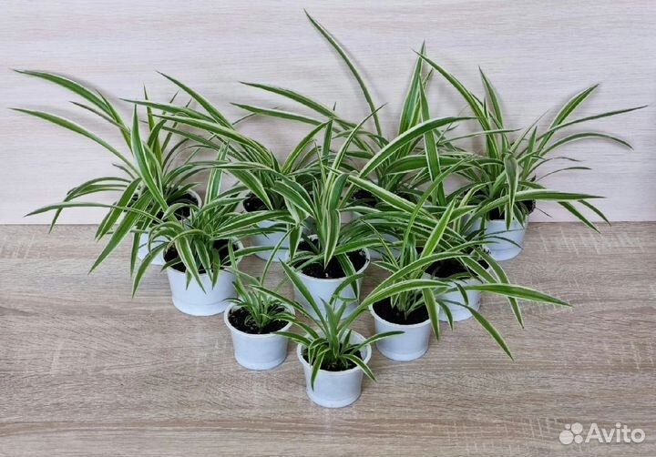 Хлорофитум