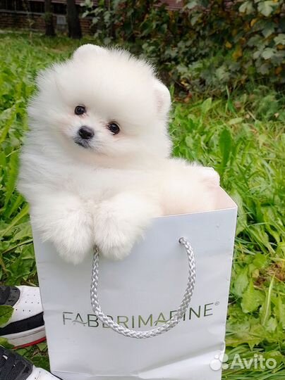 Щенки шпица