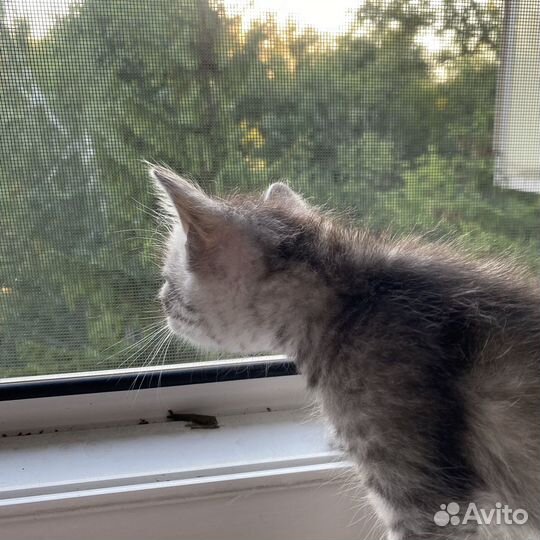 Котята в добрые руки даром