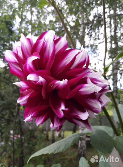 Георгина. Монарда. Ирисы