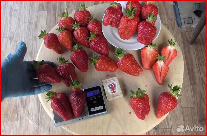 Саженцы клубники Брилла предзаказ на август