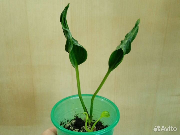 Эпипремнумы/ Сциндапсусы, рео сортовое