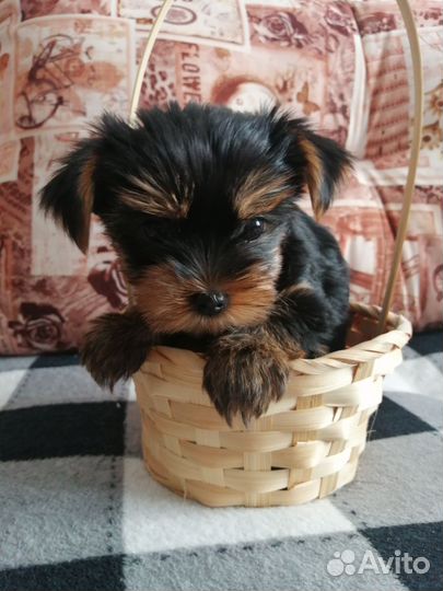 Йоркширский терьер мини щенки