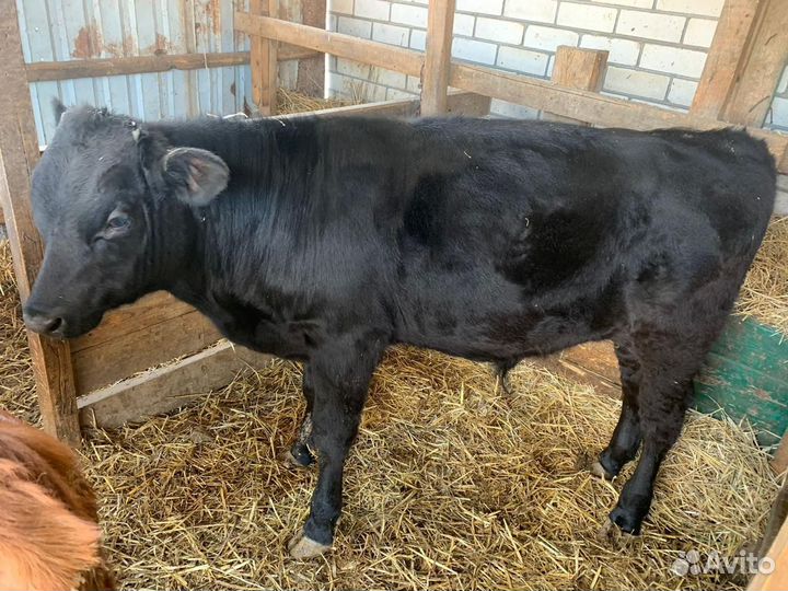 Телка бычок телята