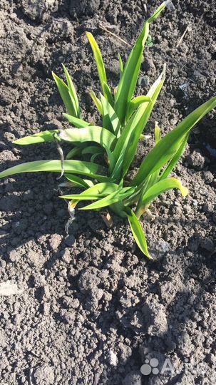 Лилейники сортовые, пионы, флоксы, ирисы