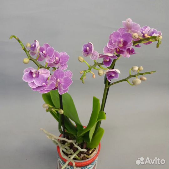 Орхидея фаленопсис